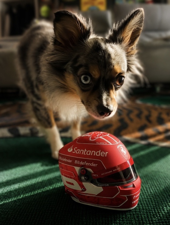 Monza, motorsport content creator dog, on the grass with tongue out